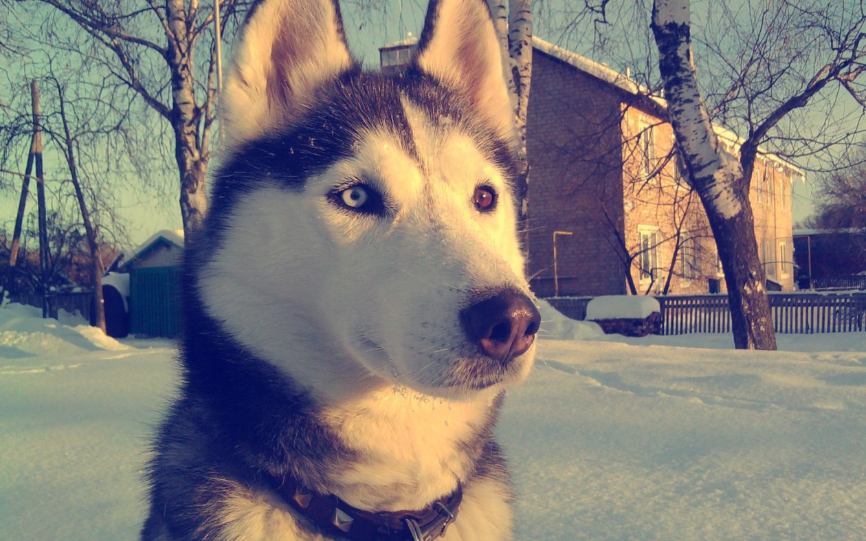 Siberan Husky