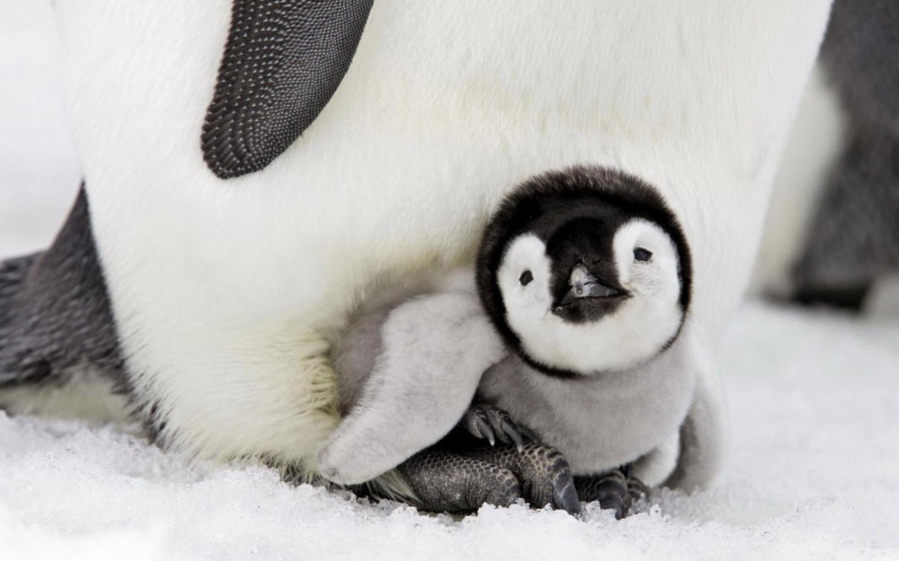 Penguin Baby