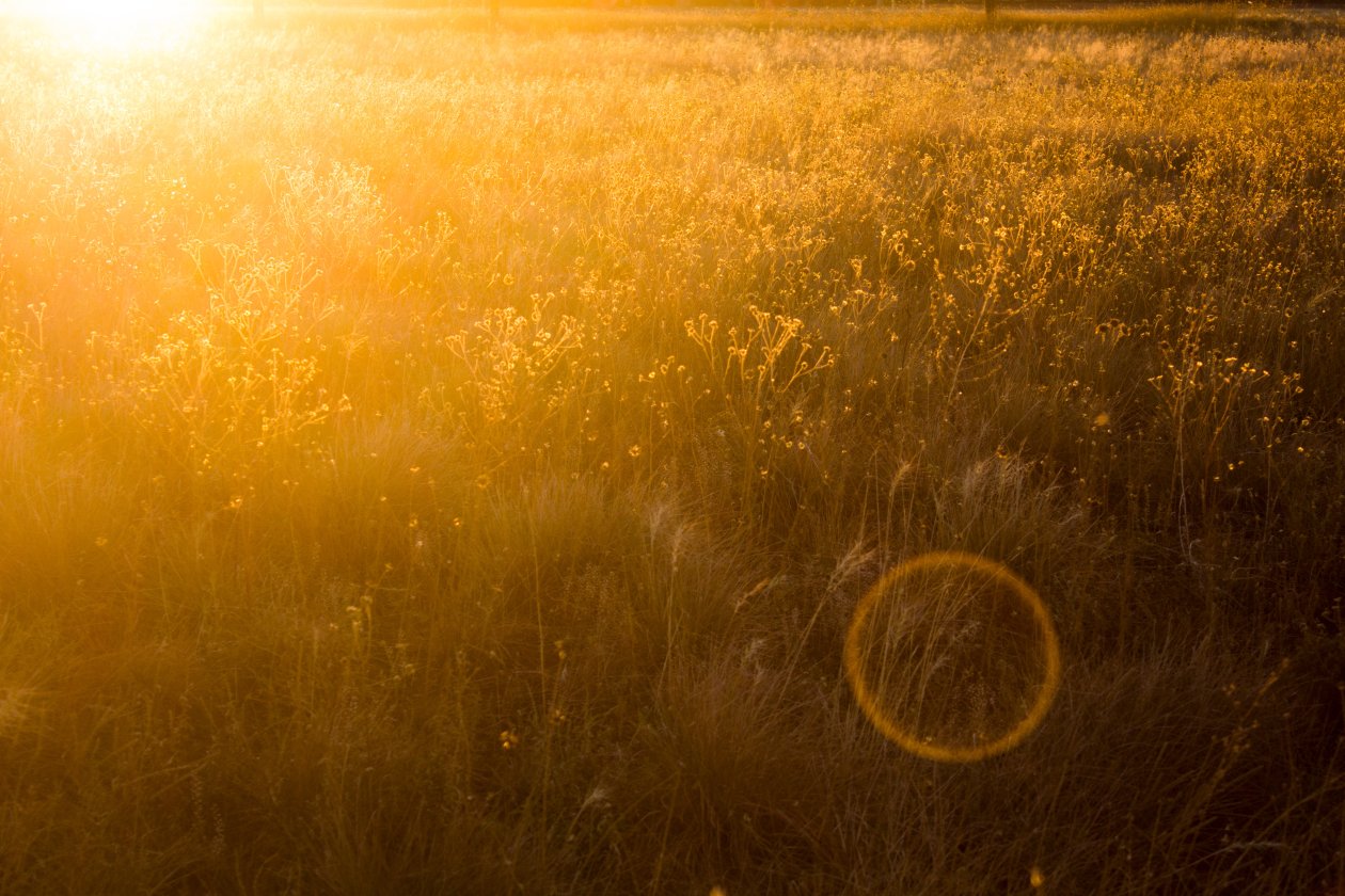Yellow Field 5k