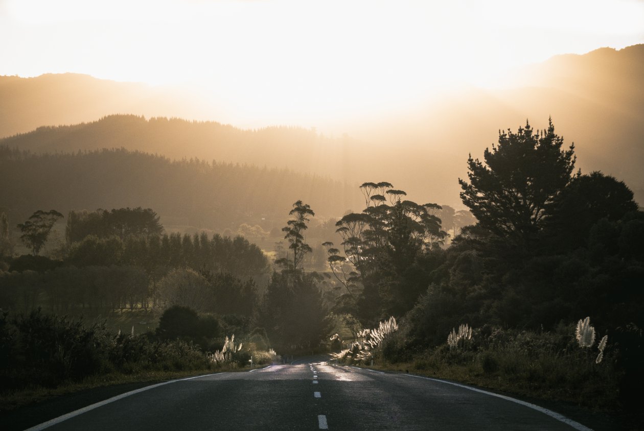 Road Surrounded By Trees