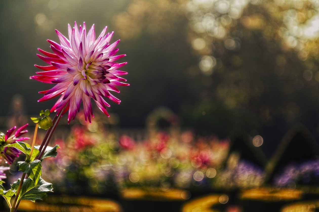 Pink Flower Macro