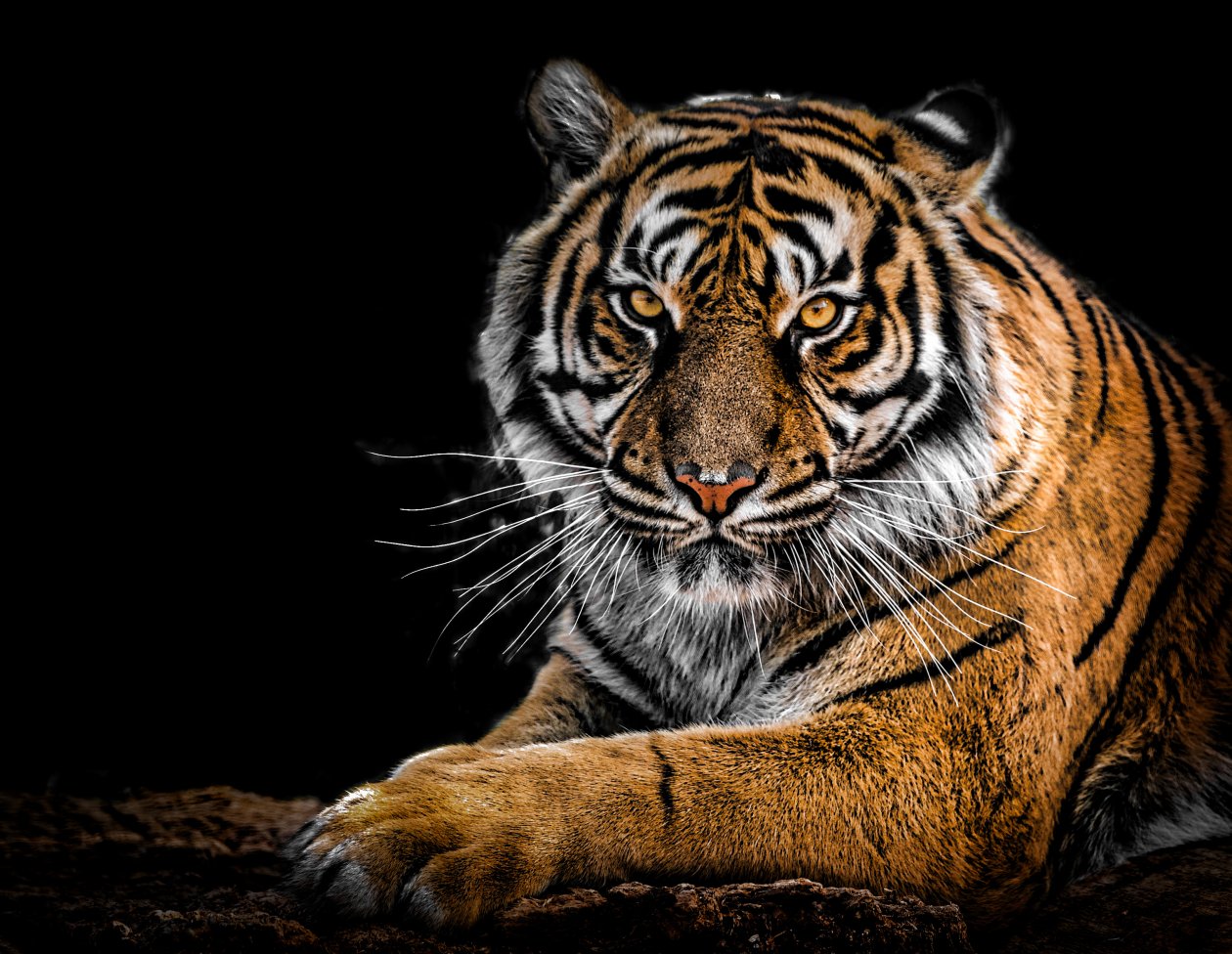 Tiger Closeup