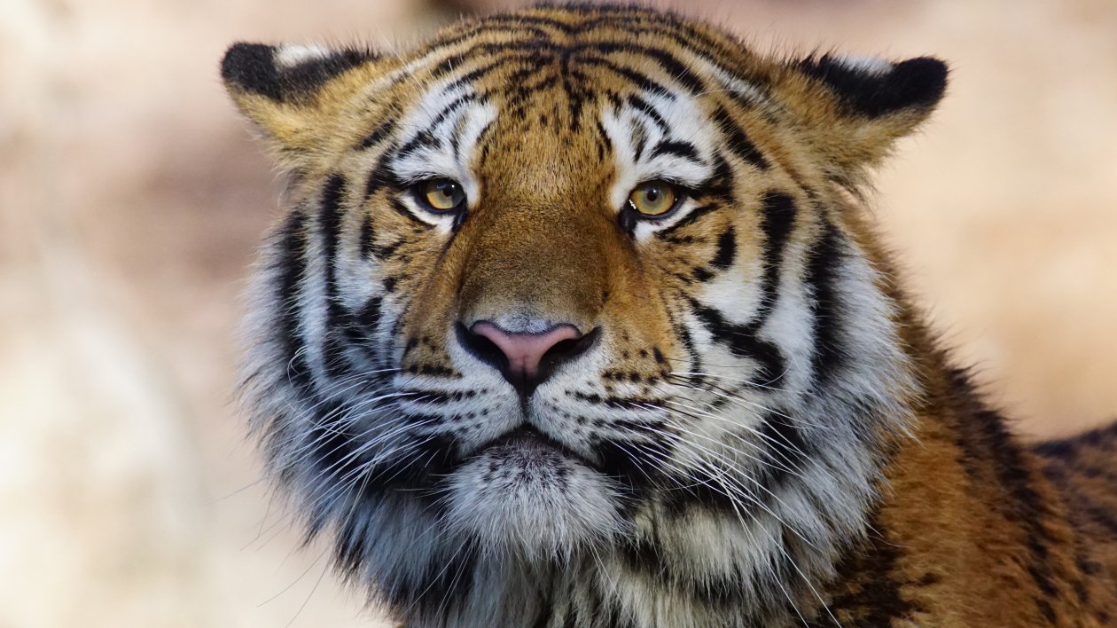 Tiger Wild Animal 4k