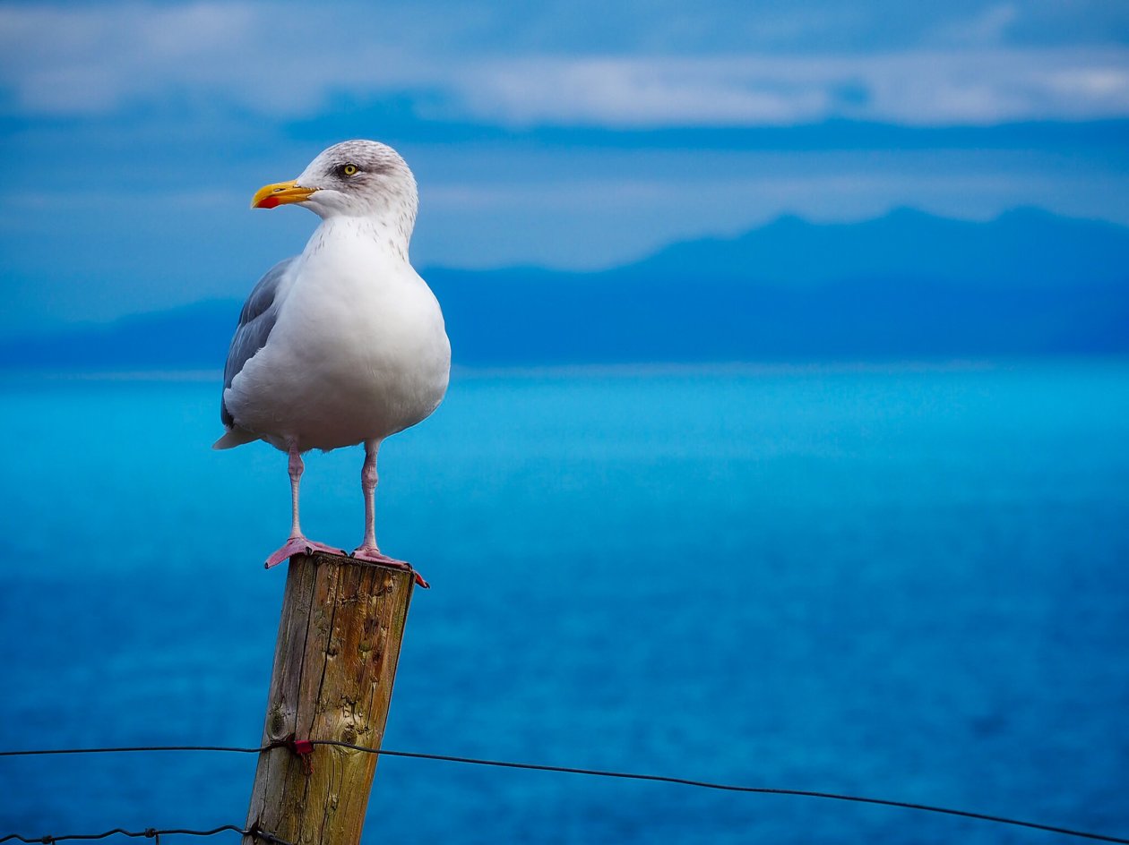Seagull Birds Hd