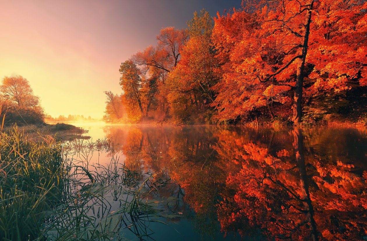 Trees Fall Reflection Autumn 4k