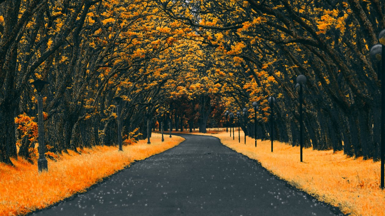 Paved Road Autumn 4k