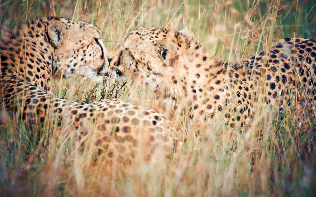 Kiss Wild