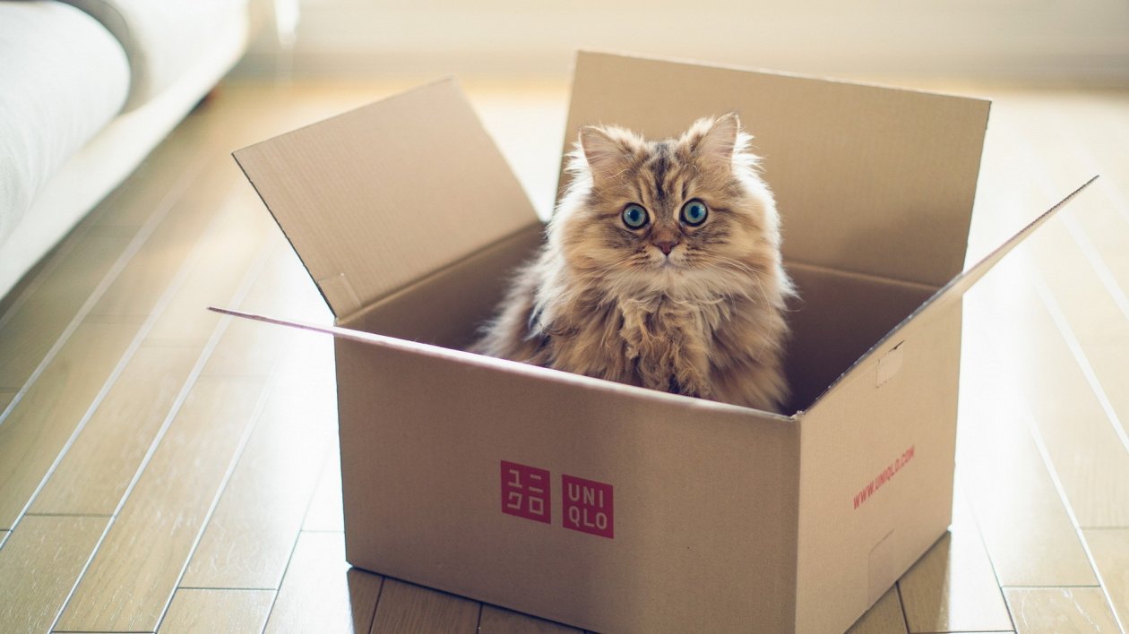 Cat In Box