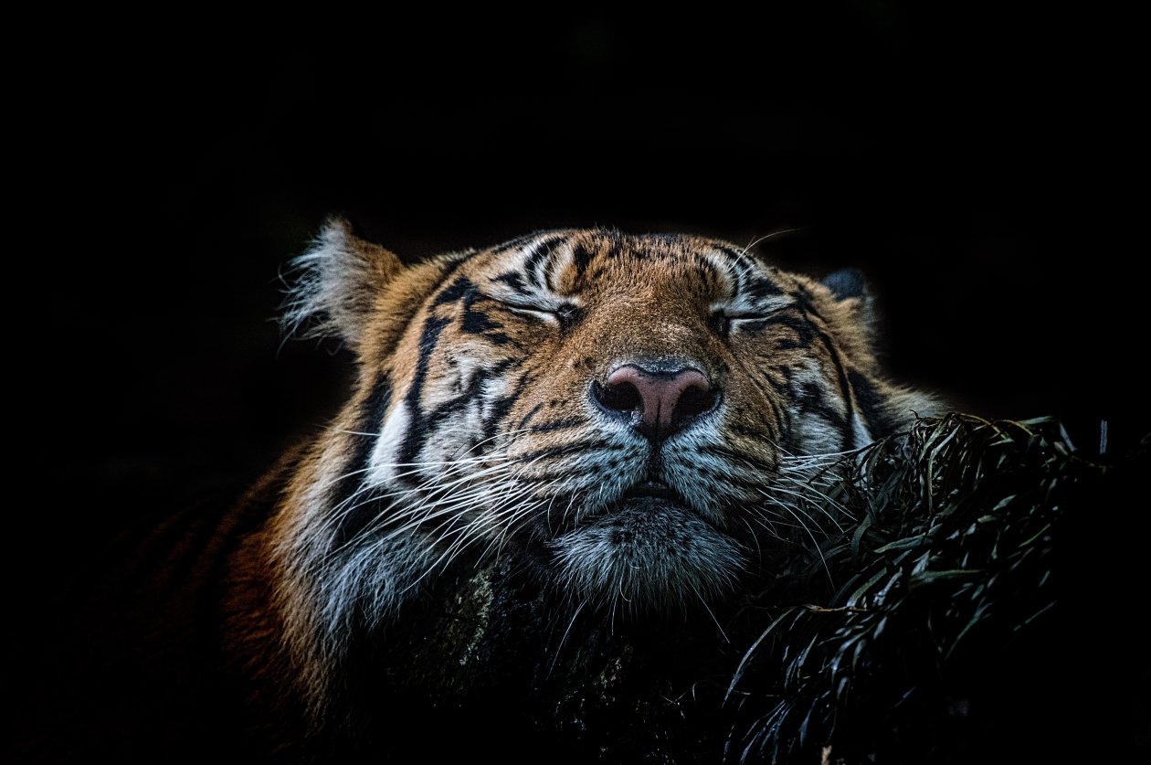 Tiger 5k