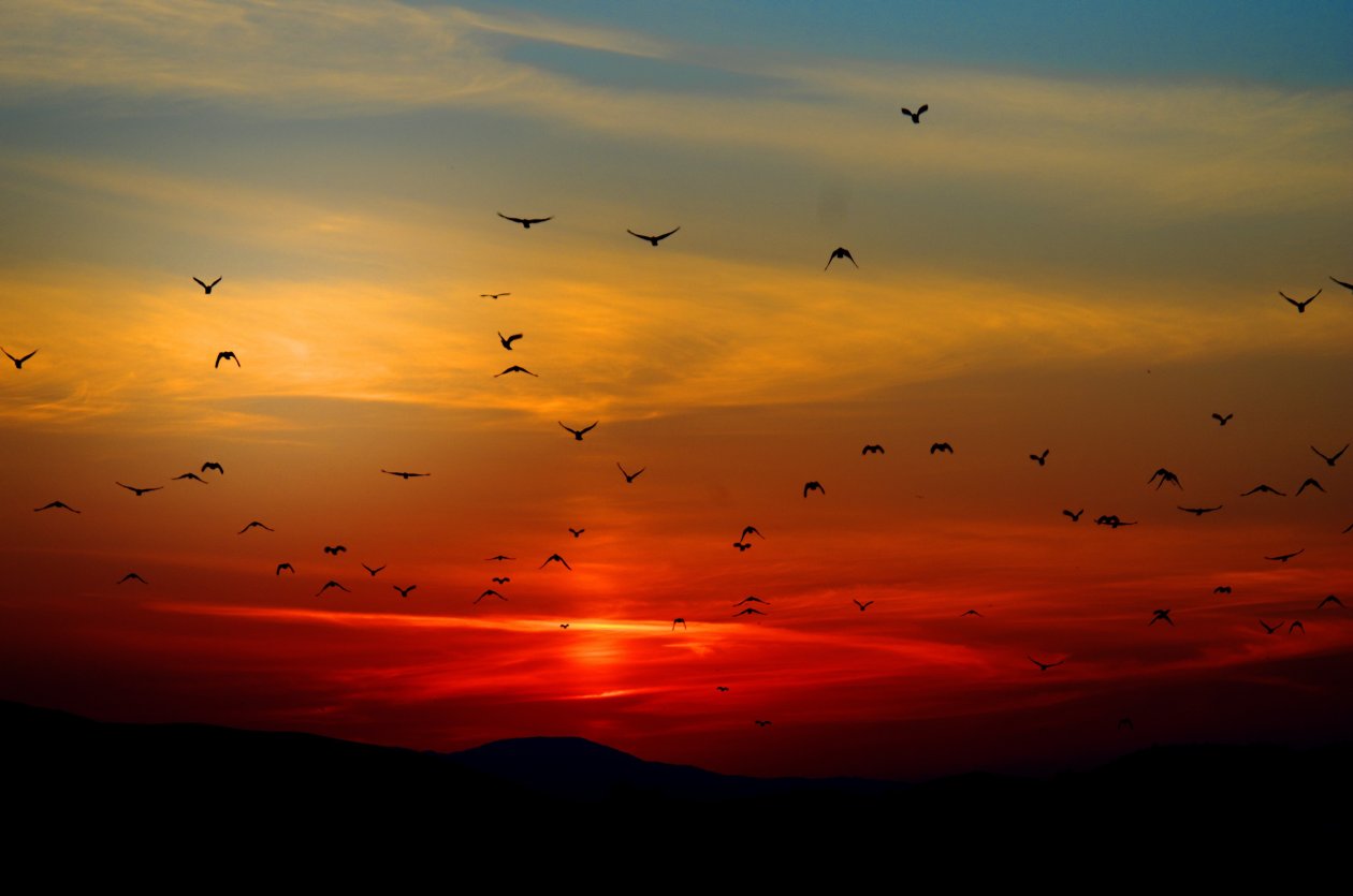 Mountains Birds Silhouette Sunset Dusk Dawn 5k
