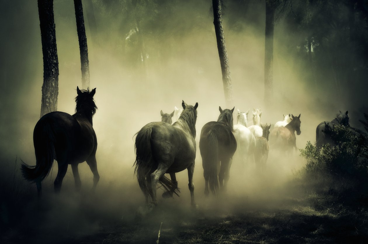Horses Group Running 5k