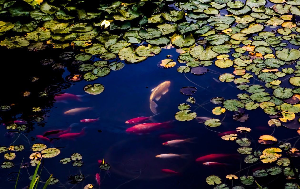 Fish In Pond