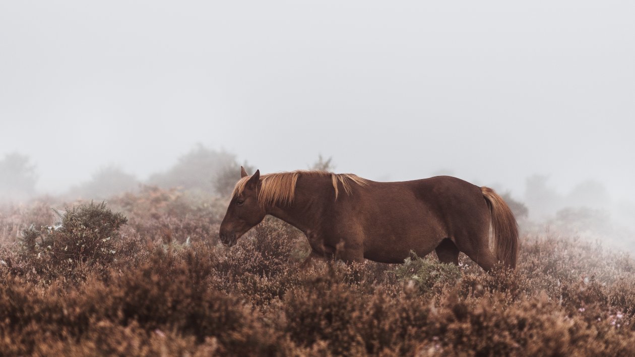 Wild Horse 5k
