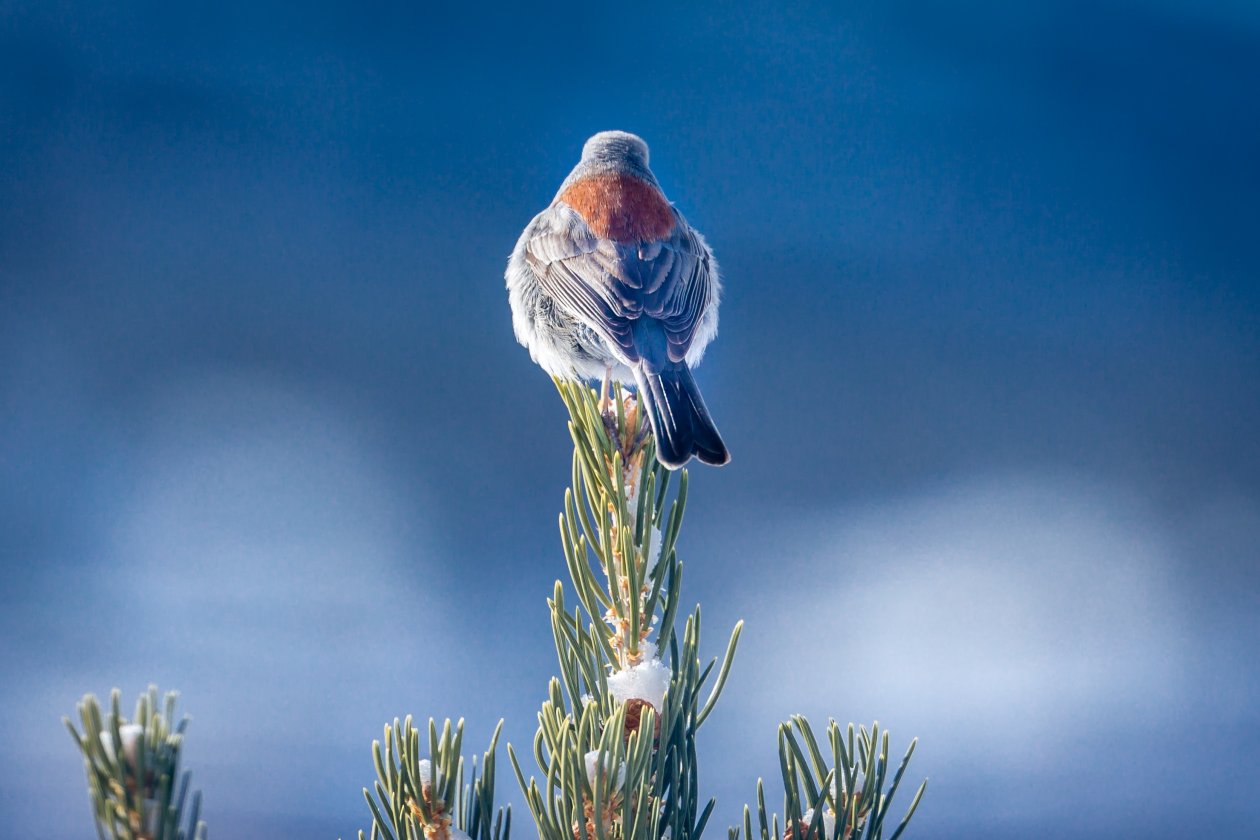 Dark Eyed Junco Bird