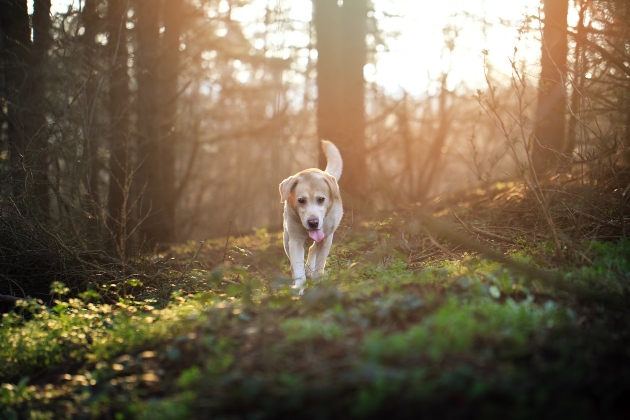 Labrador Retriever