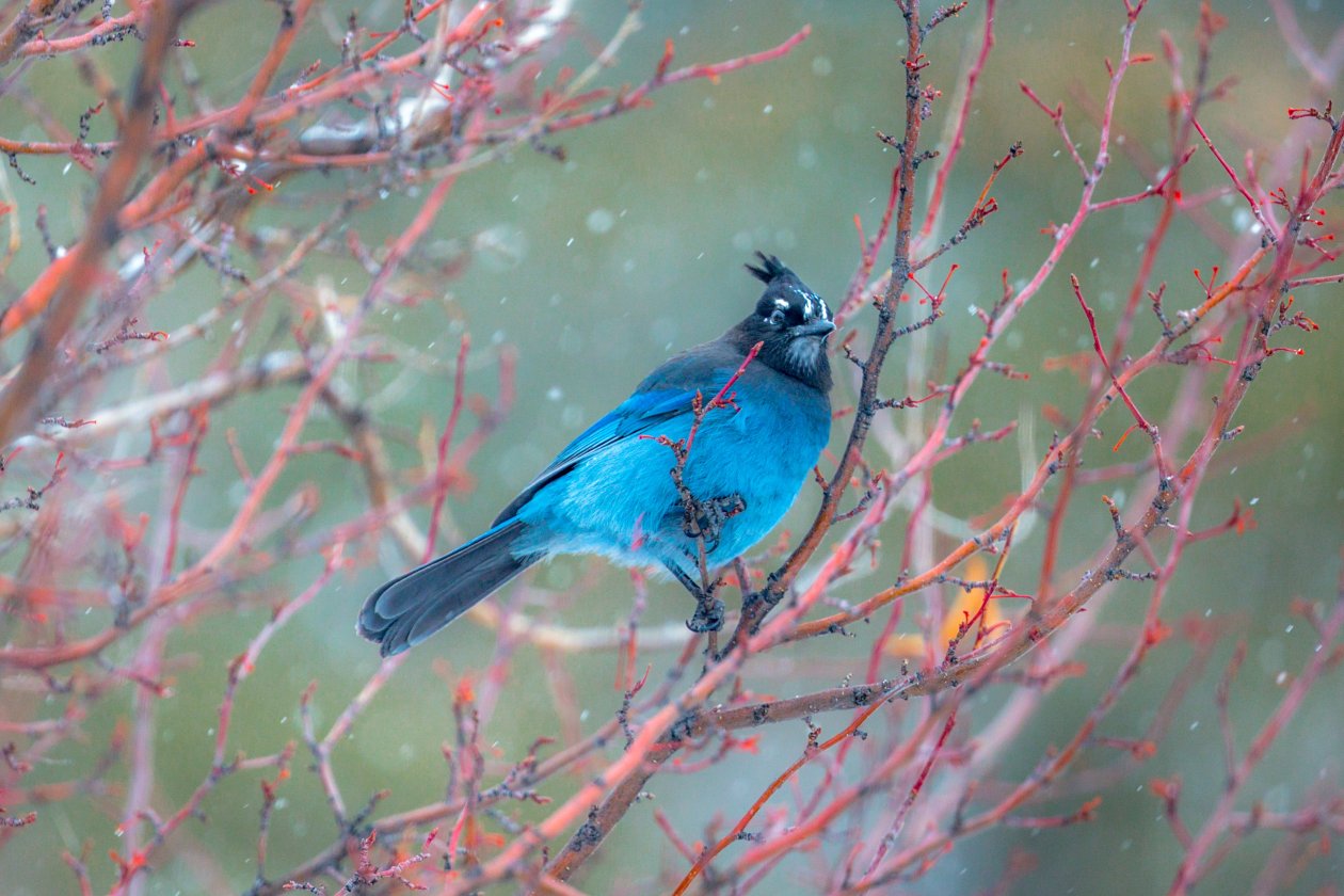 Fond d'écran Stellars Jay