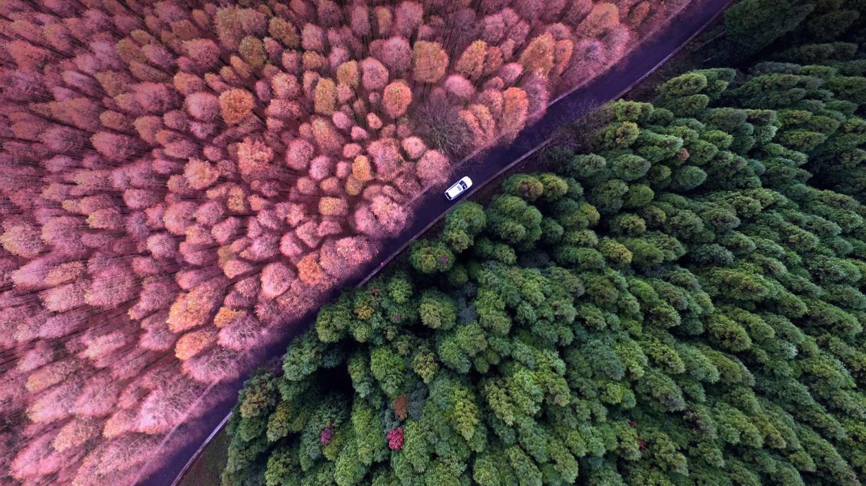 Colorful Forest Aeiral View