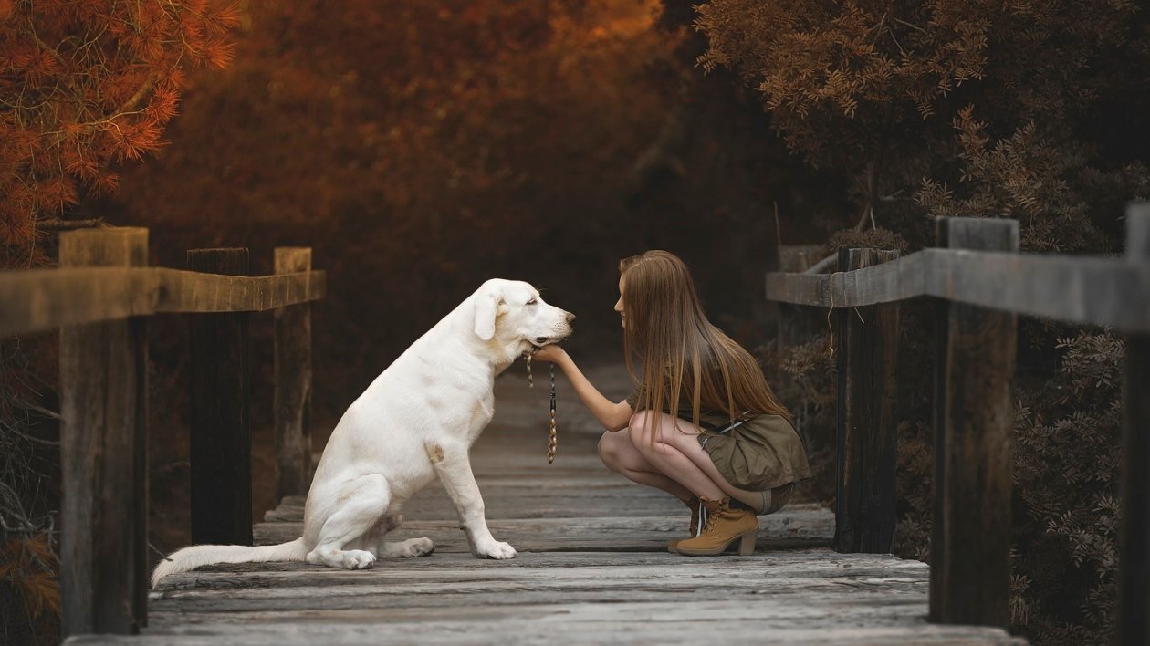 Labrador Retriever With Cute Girl