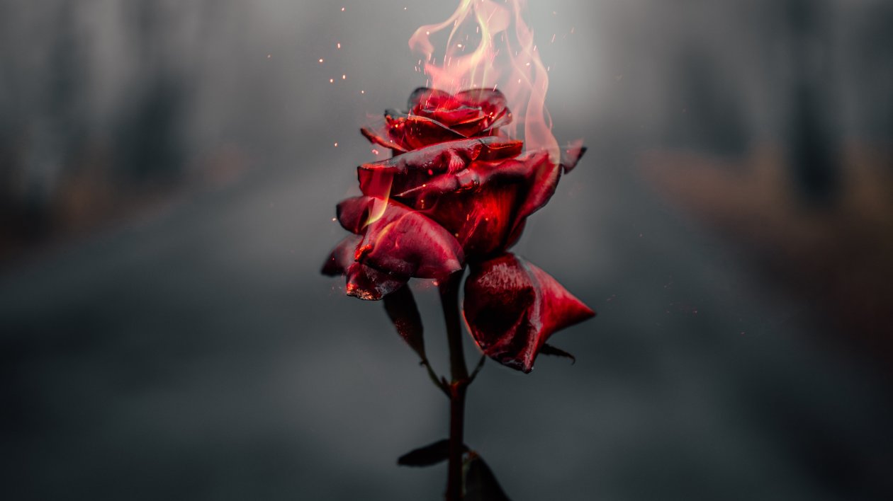 Burning Rose 4k