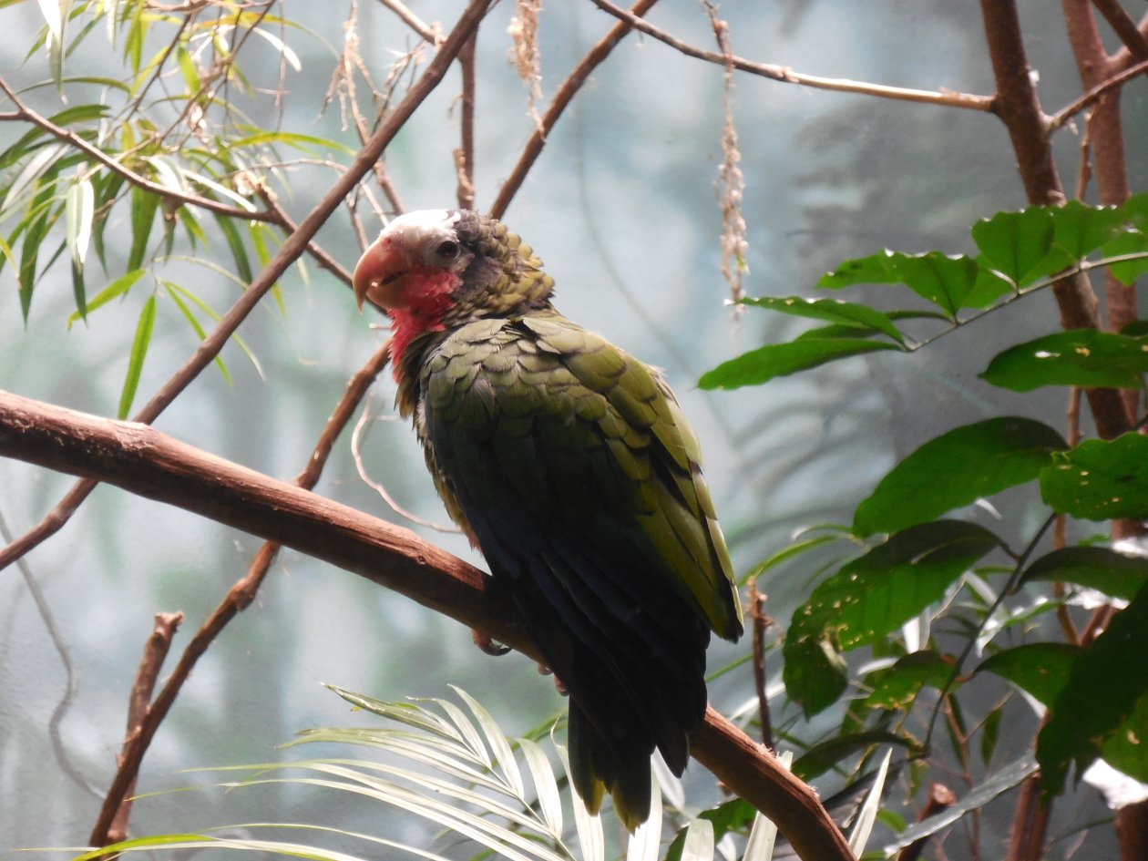 Woodpecker 5k