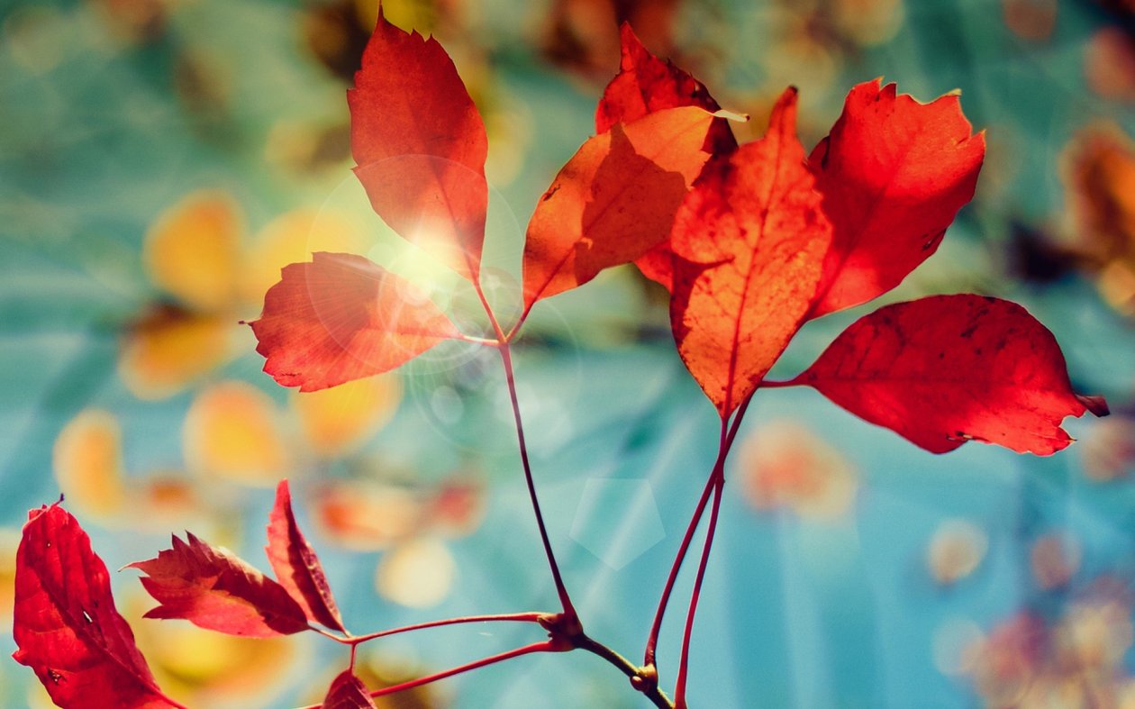 Autumn Glare