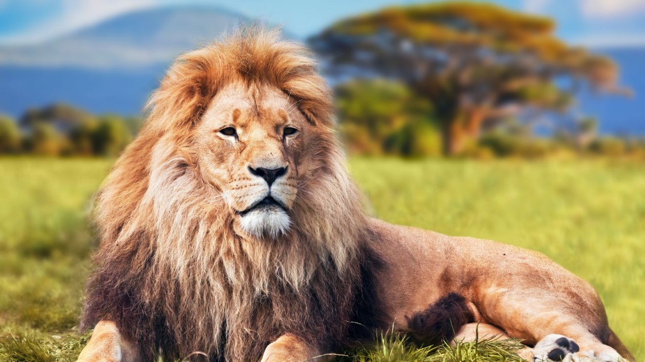 Lion 4k