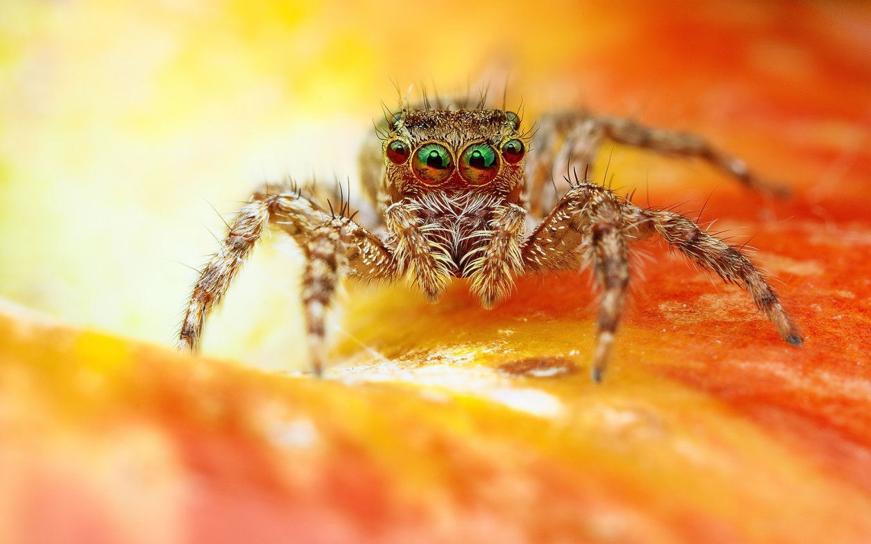 Spider Macro