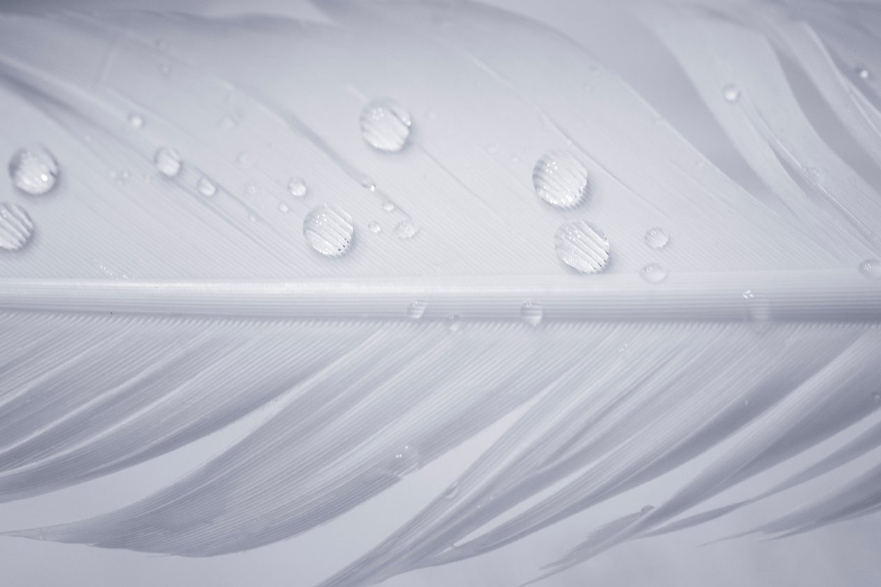 Water Drops On White Feather