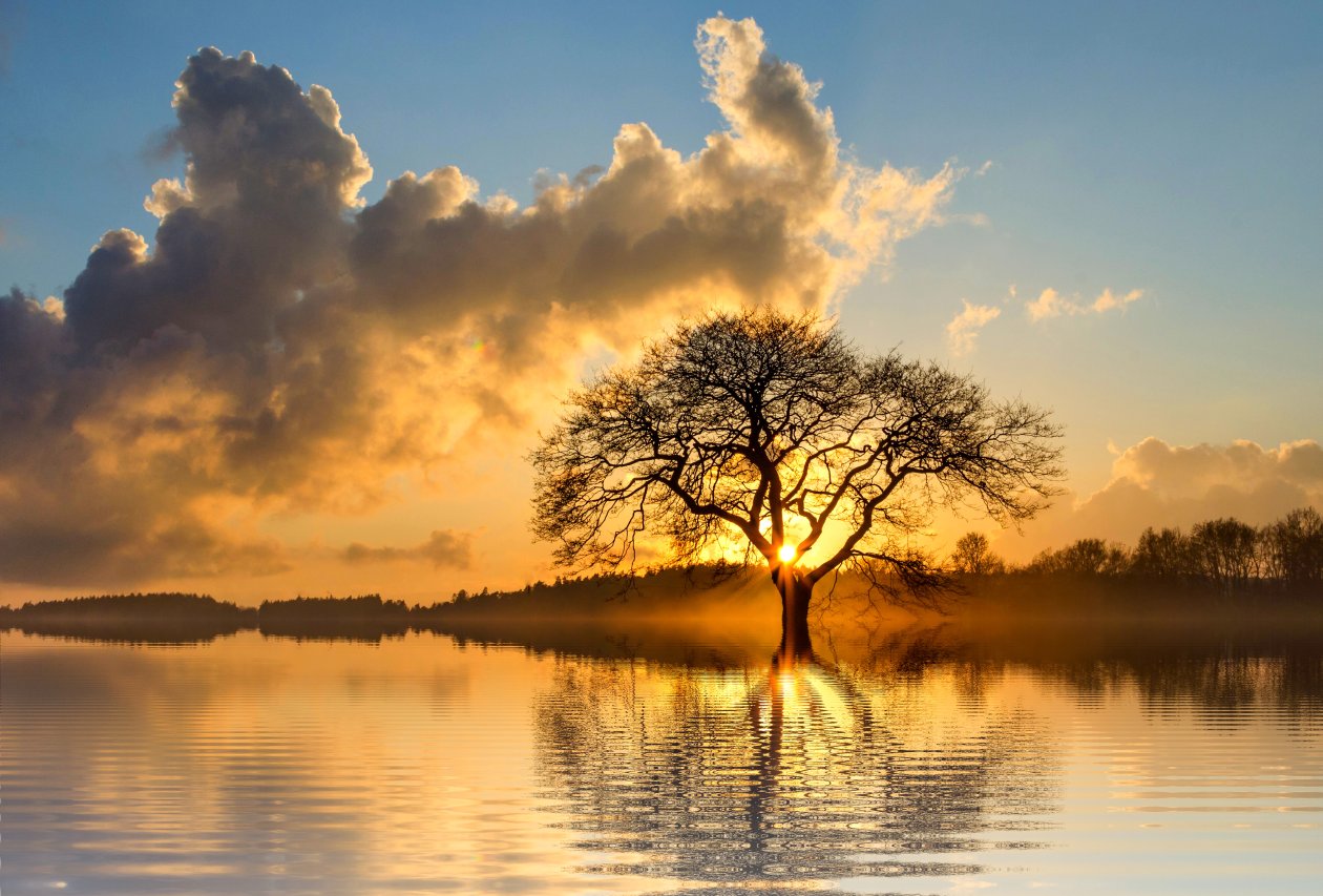 Lone Tree In Lake
