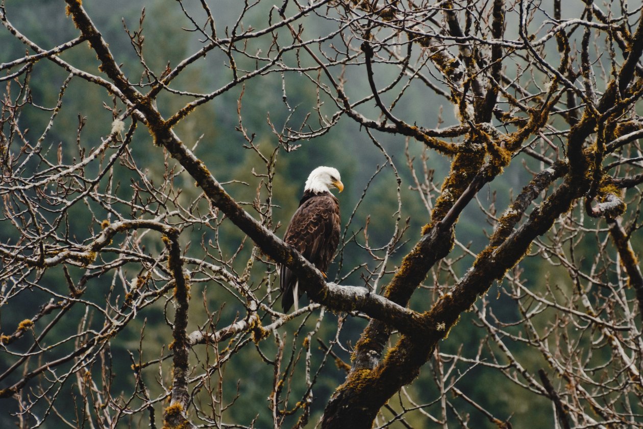 Bald Eagle Sitting On Branch 4k
