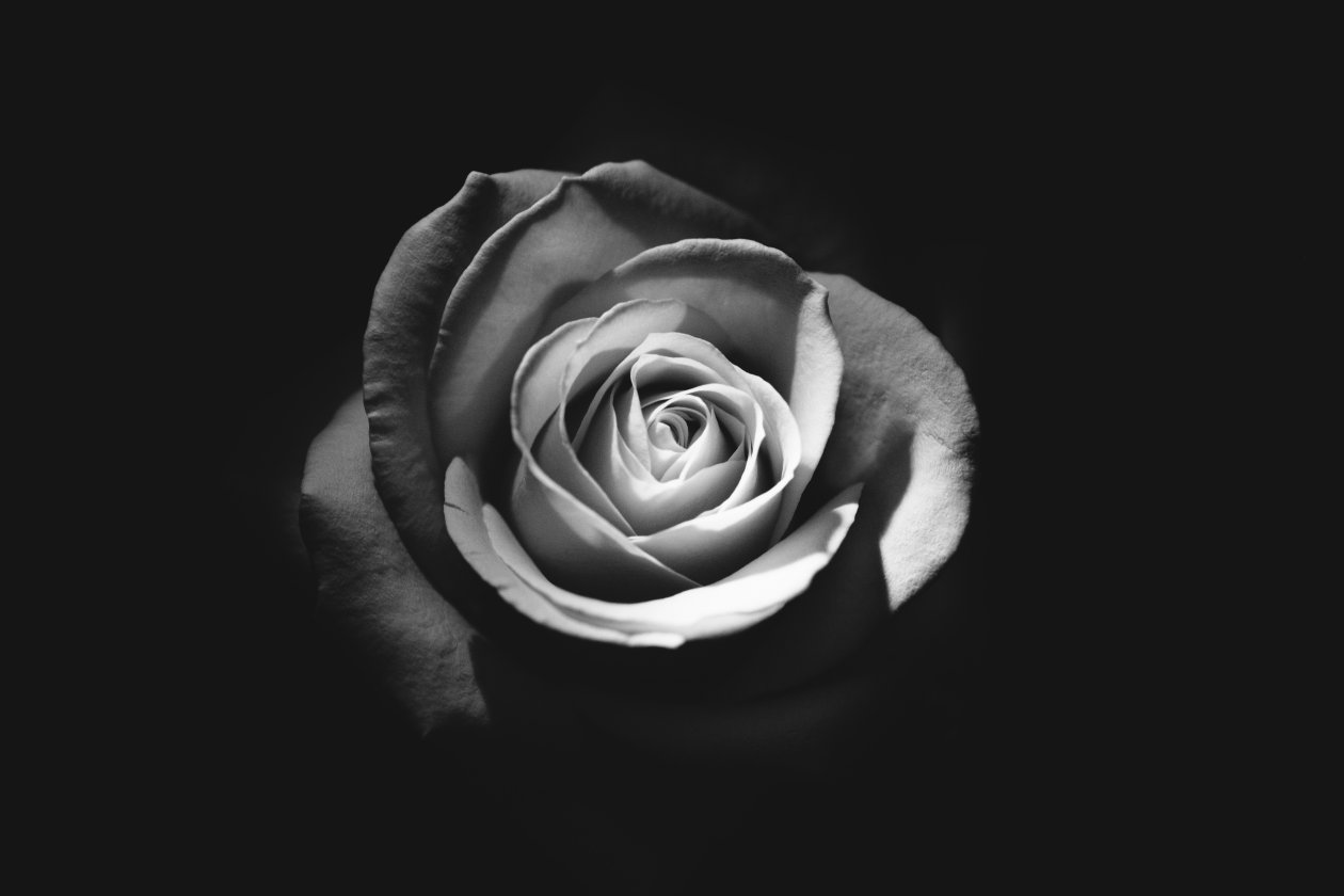 Rose Dark 5k