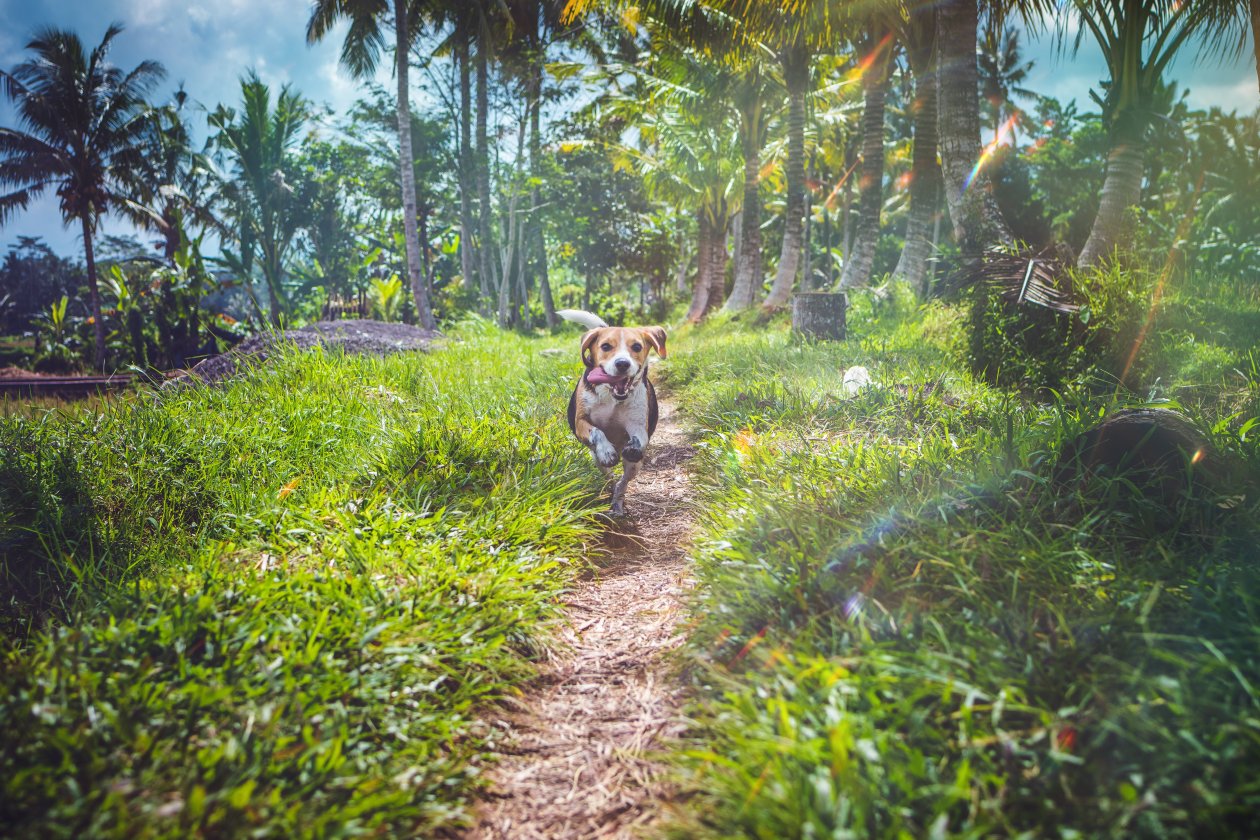 Beagle Dog In Joy