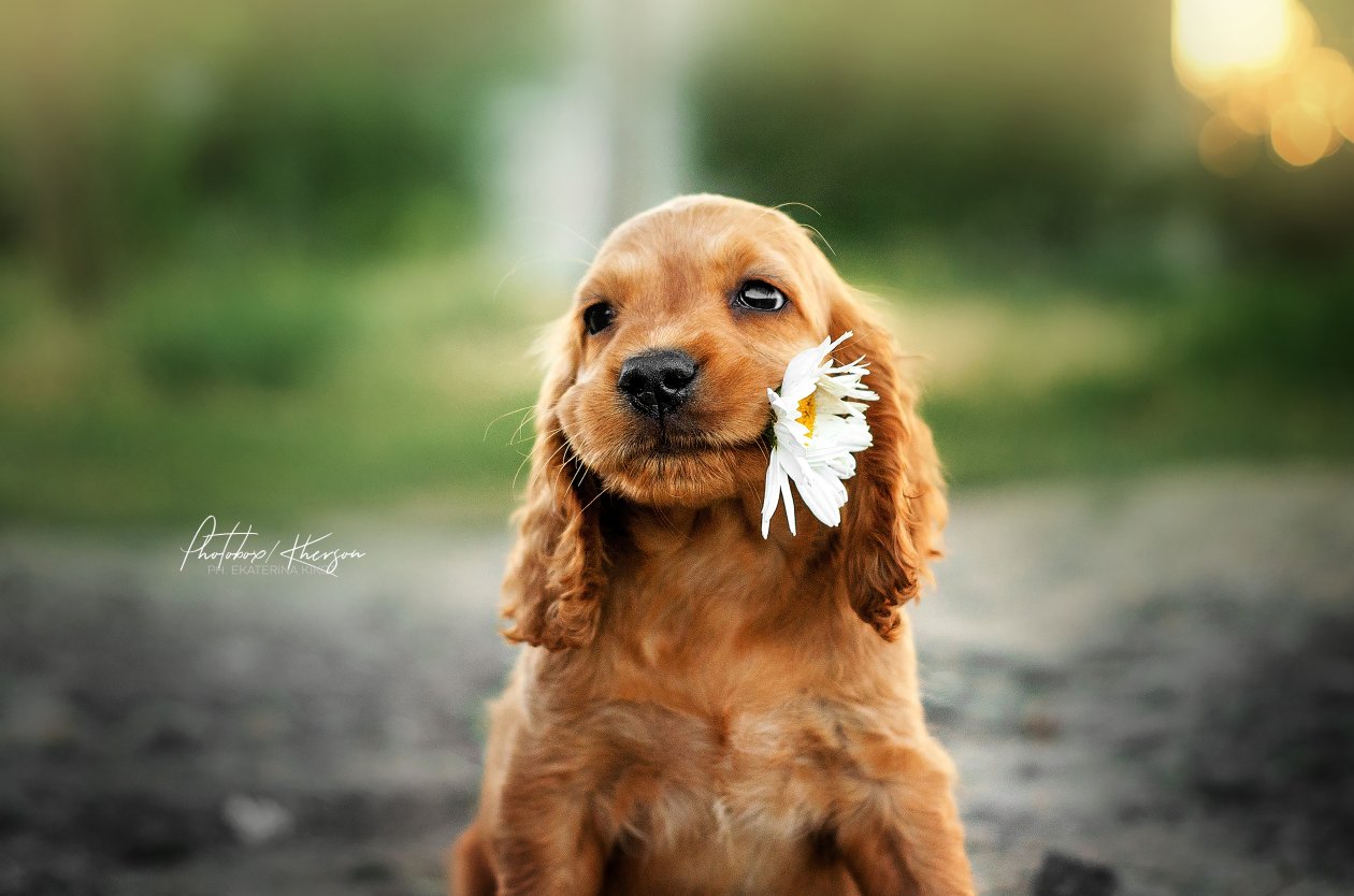 Dog With Flower In Mouth