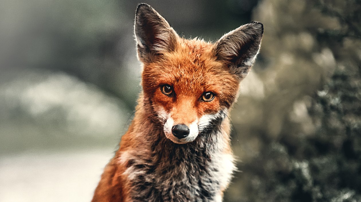 Fox Depth 4k