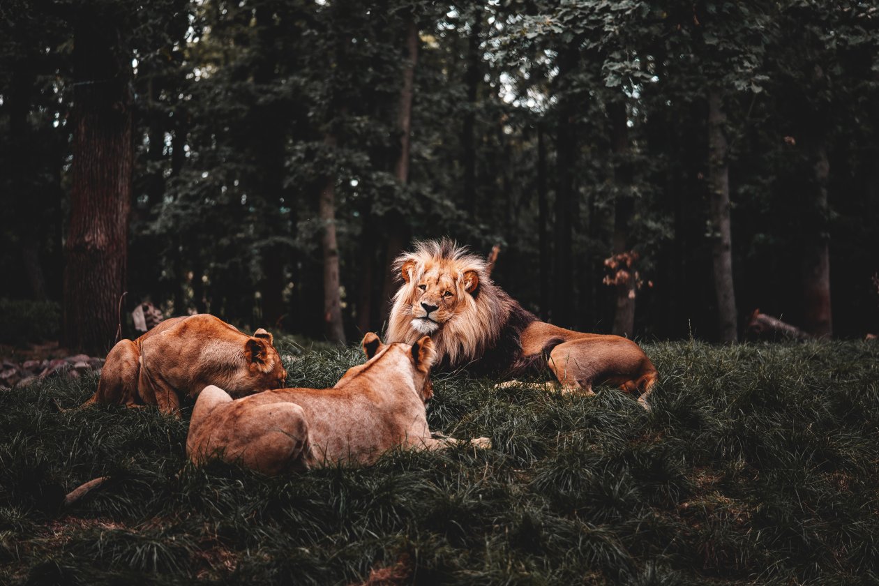 Three Lions Lying Down 5k