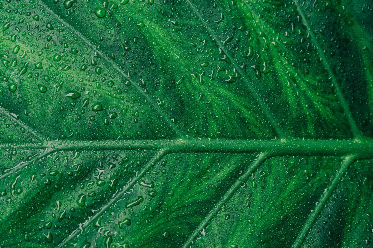 Droplets On Green Leaf Macro 5k