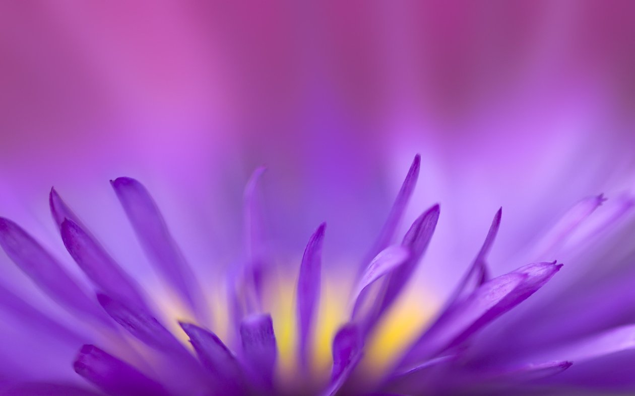 Purple Flames