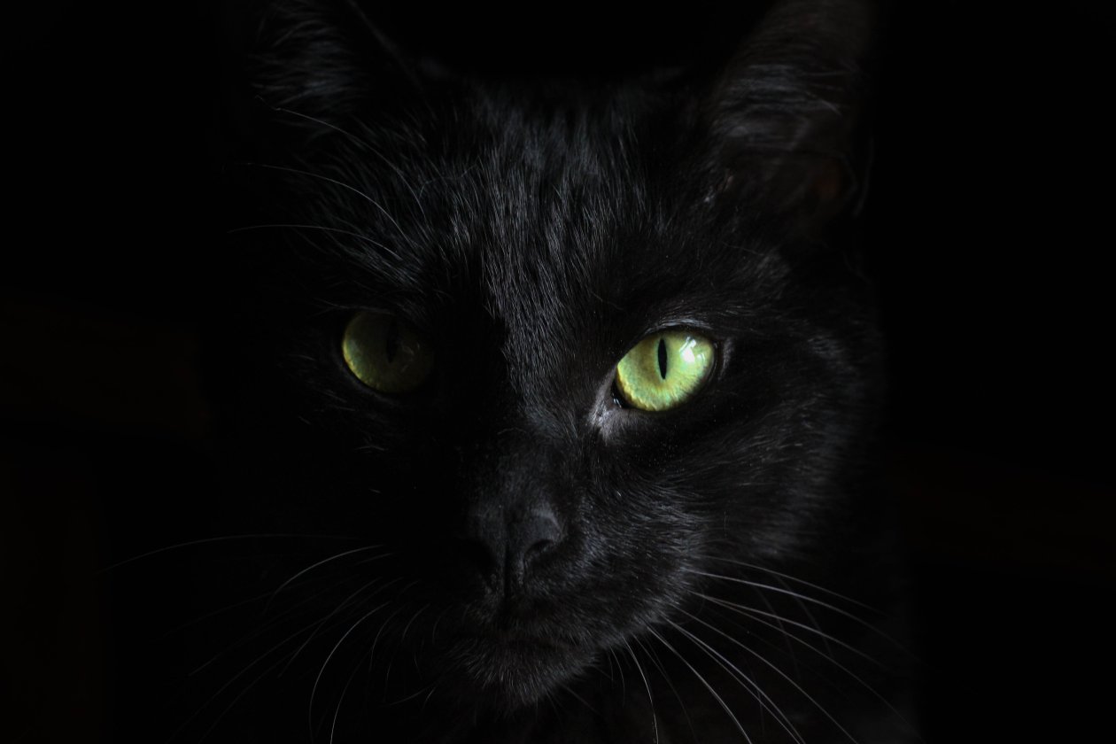 Black Cat Green Eyes