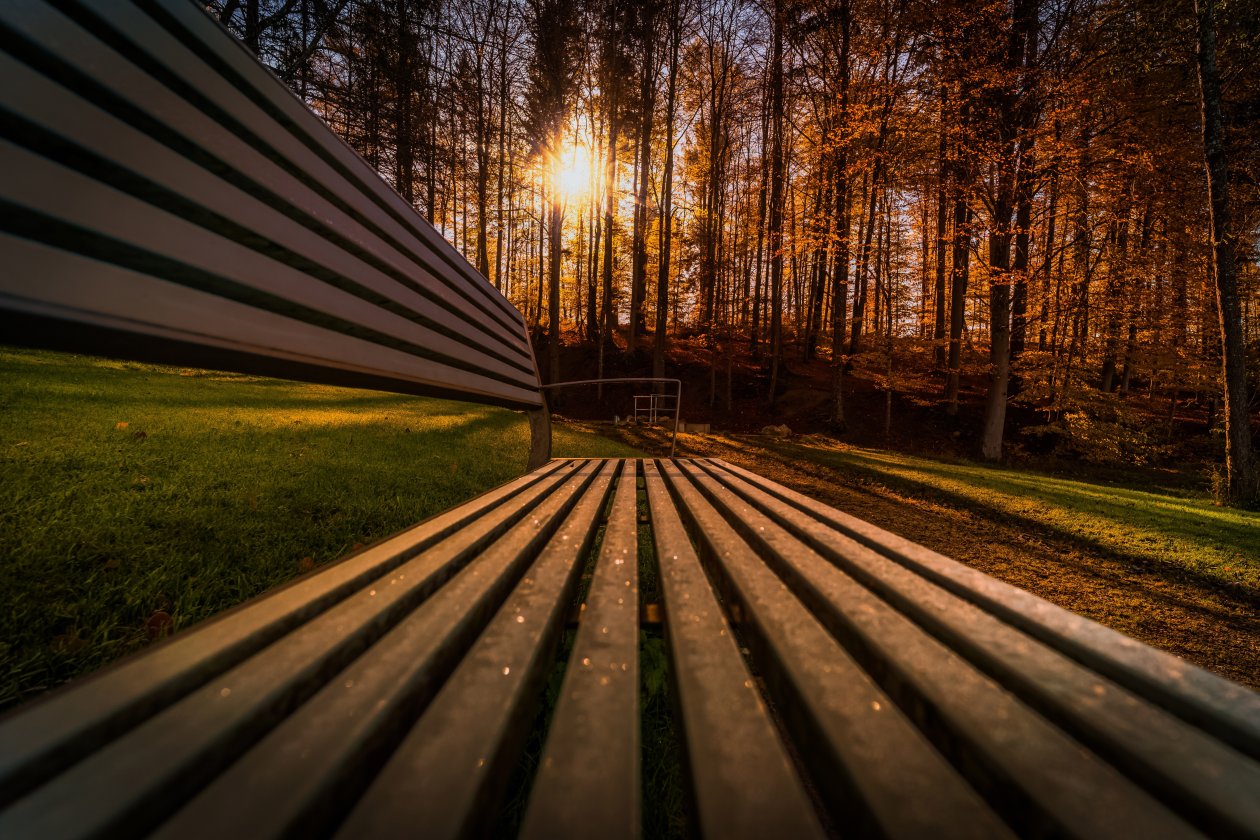 Trees Sunbeams View Bench 5k