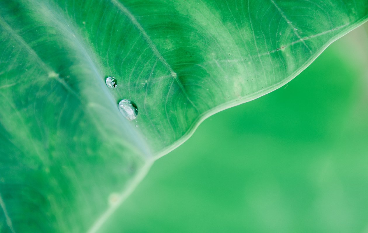 Water Drop On Leaf Macro 4k