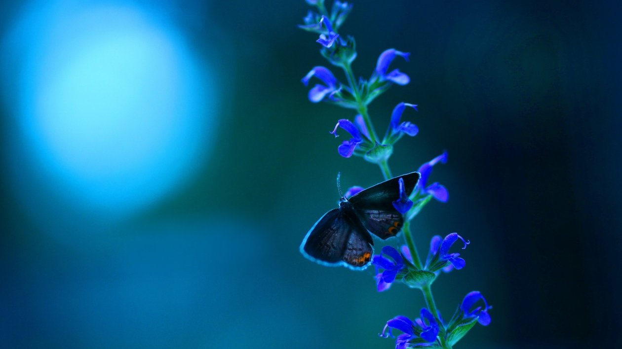 Butterfly Blue Flowers