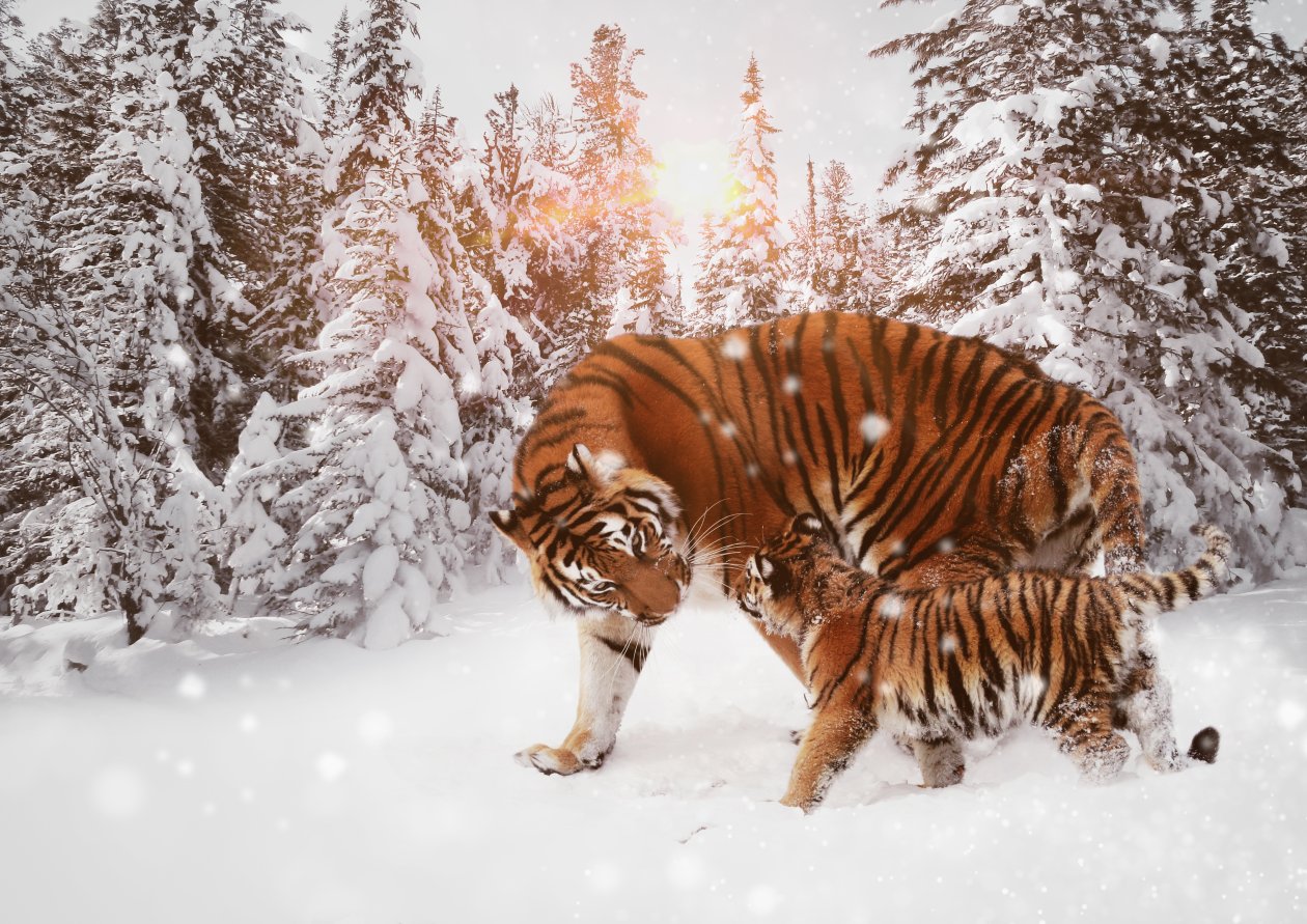 Tiger With Cub 8k