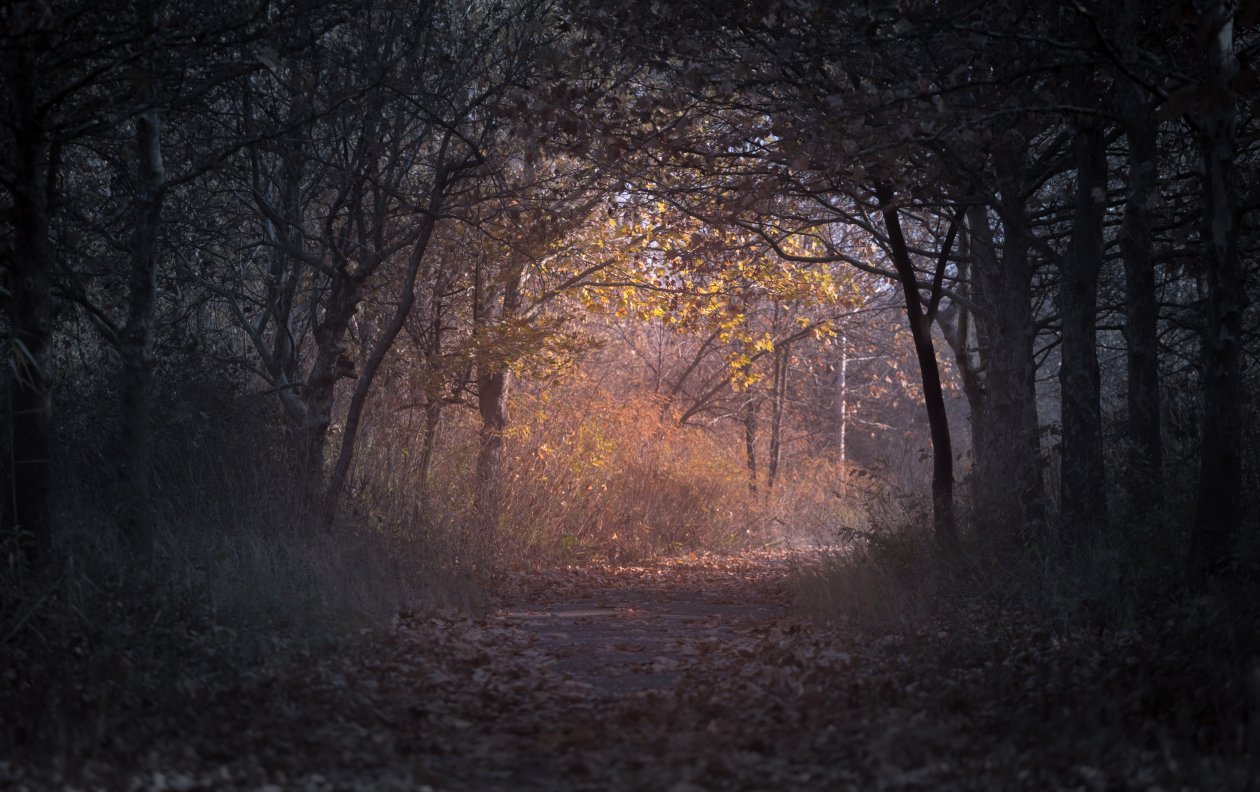 Trees Branch Pathway Dark Autumn Forest Backlit