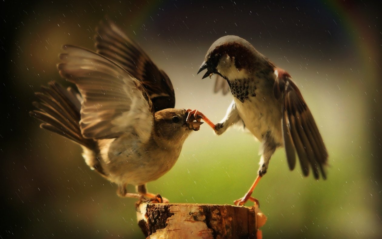 Fond d'écran Passerines