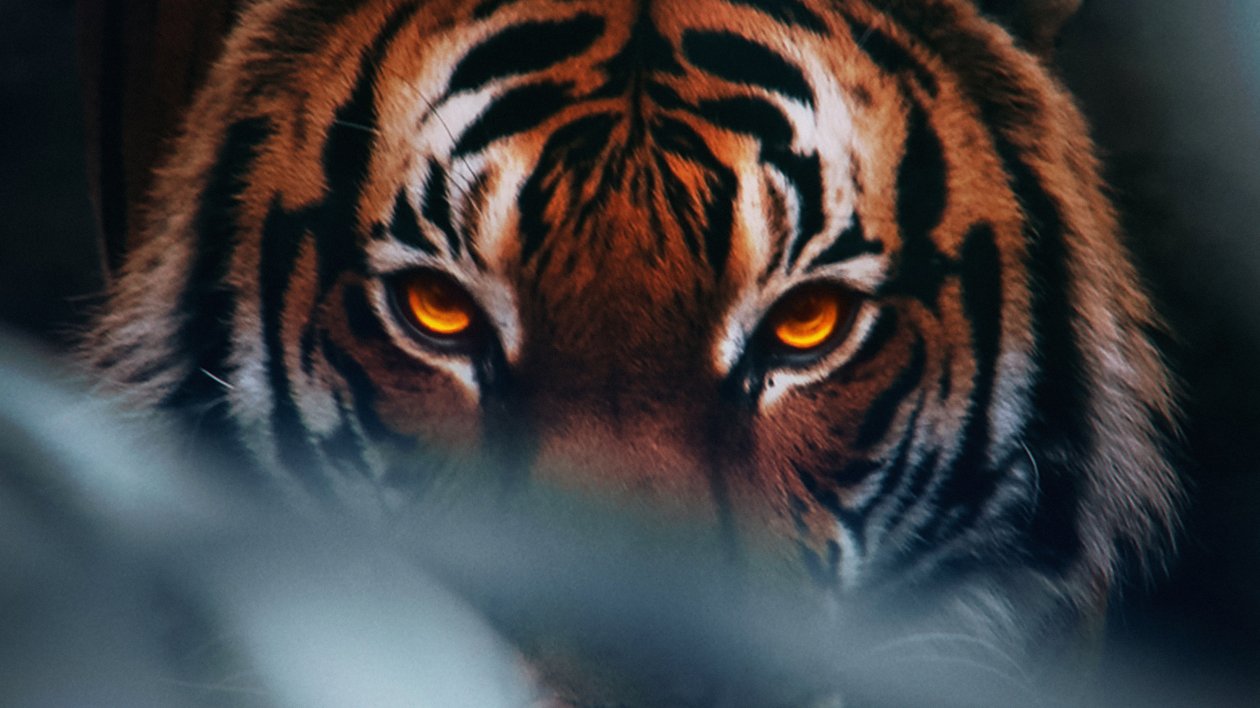 Tiger Face 4k