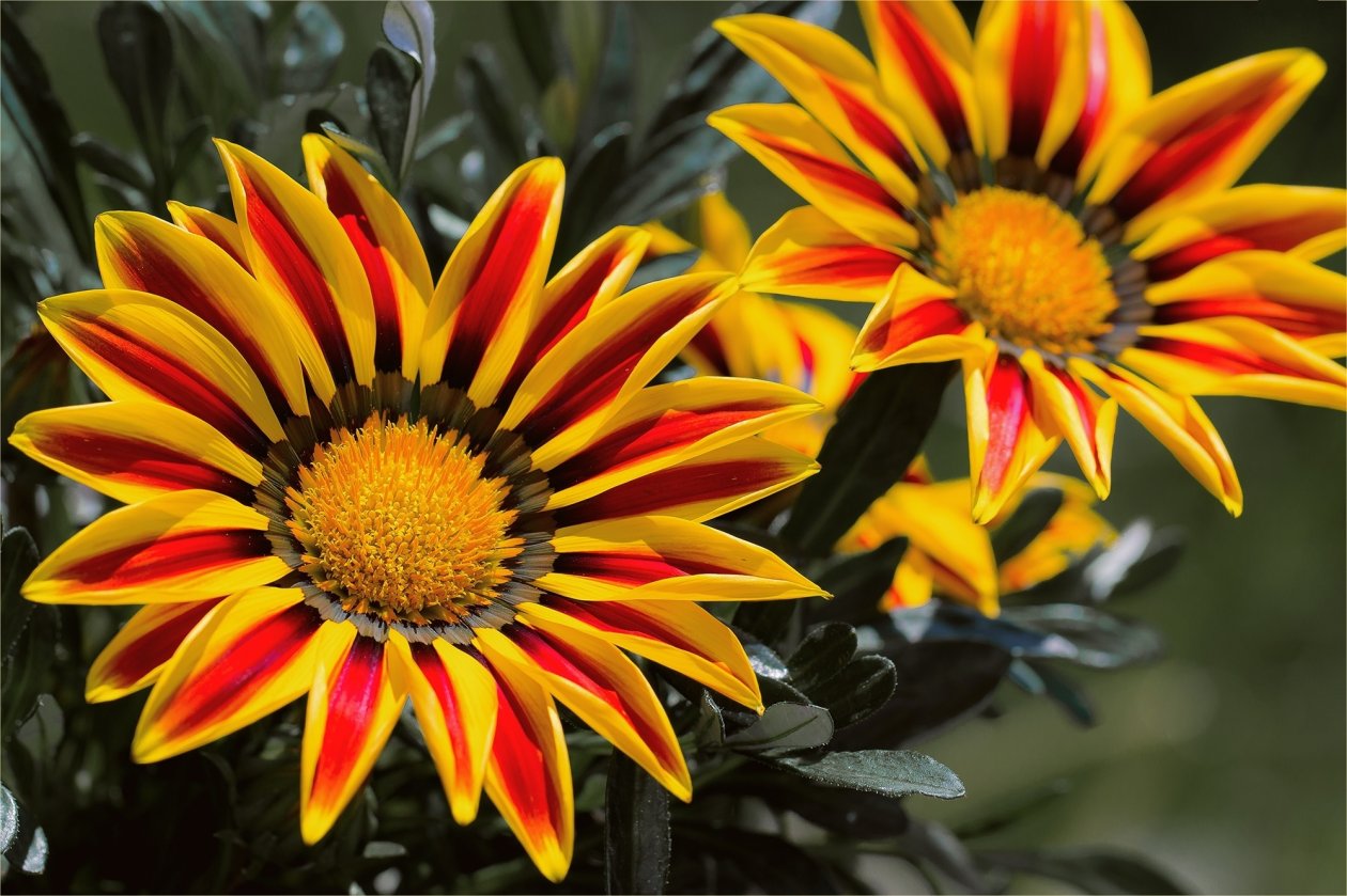 Fond d'écran Gazanias