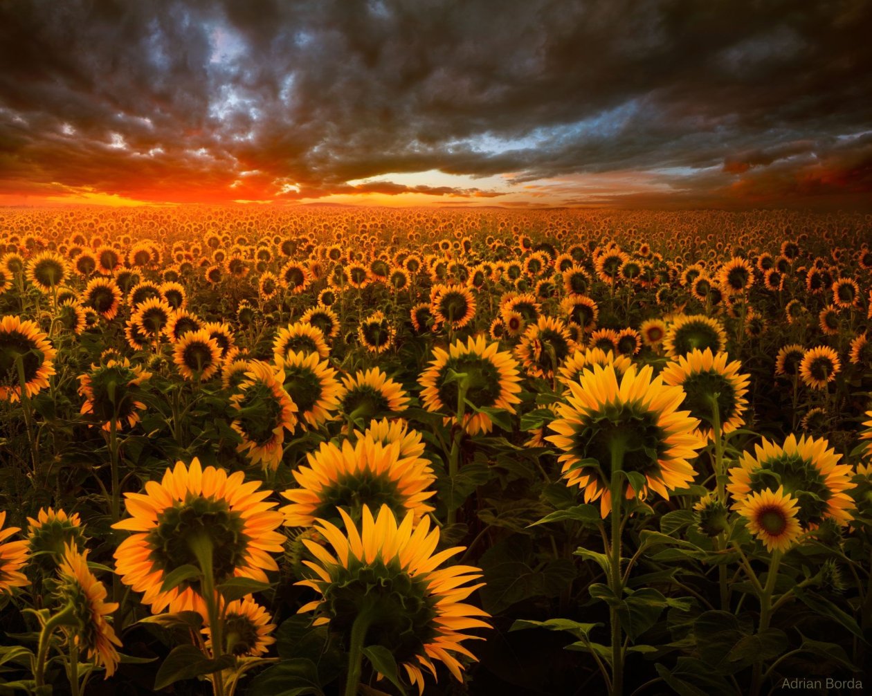 Sunflower Field
