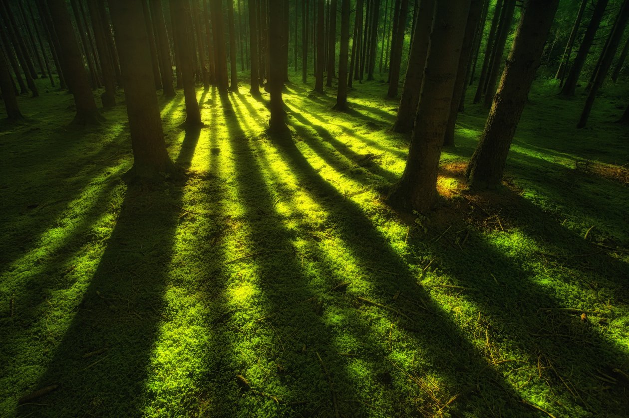Forest Trees Sunbeam