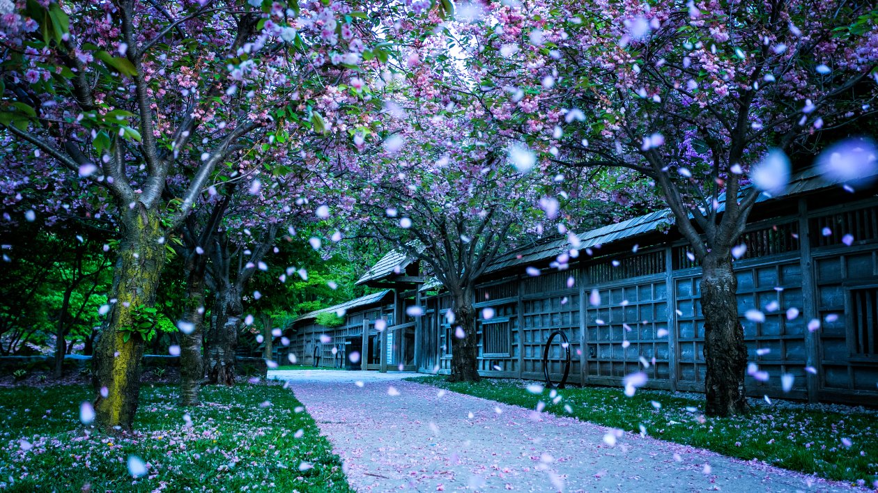 Kariya Park 4k