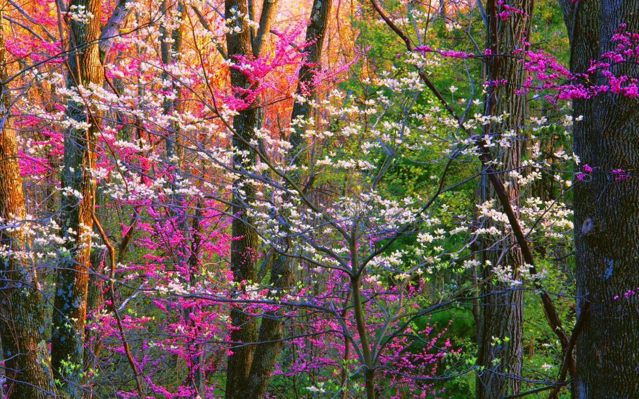 Spring Forest Trees